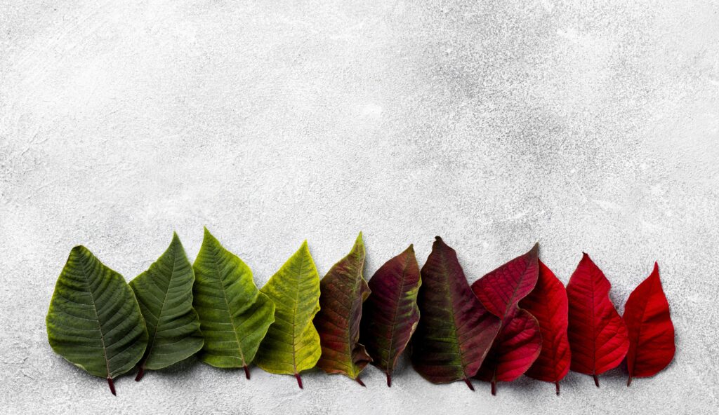The Four Seasons
