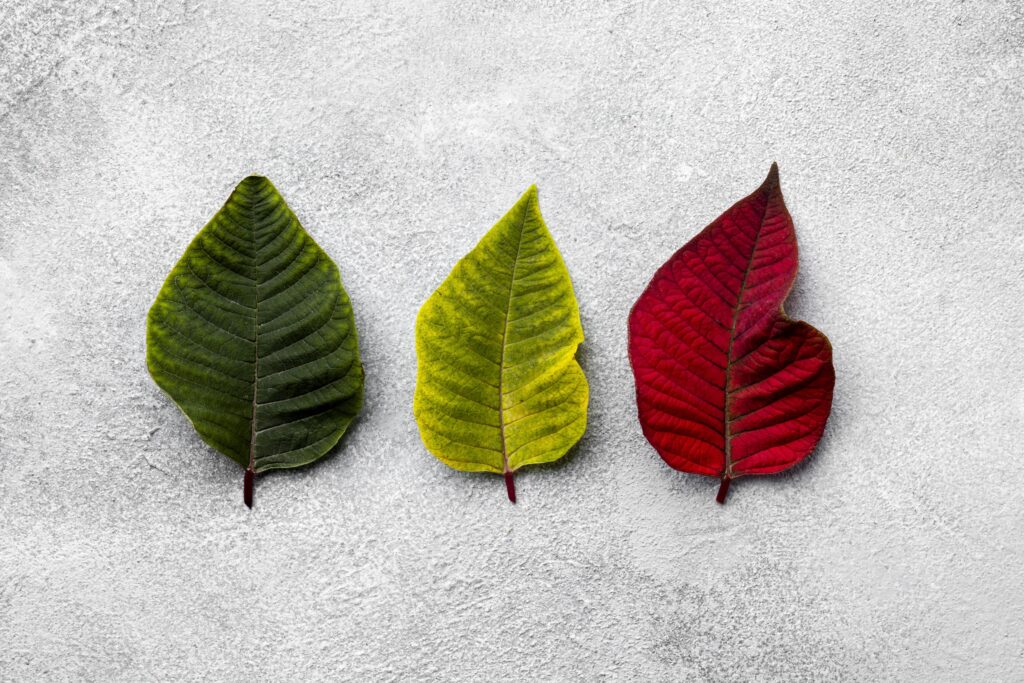 The Four Seasons