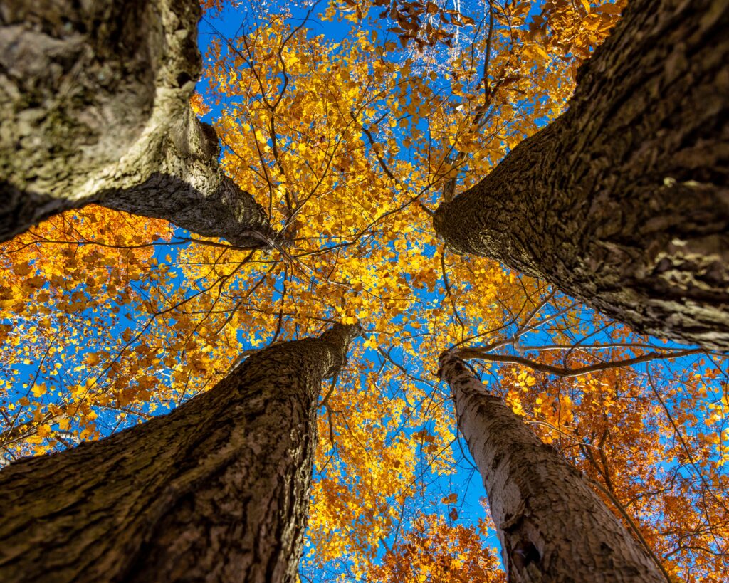 The Four Seasons